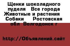 Щенки шоколадного пуделя - Все города Животные и растения » Собаки   . Ростовская обл.,Волгодонск г.